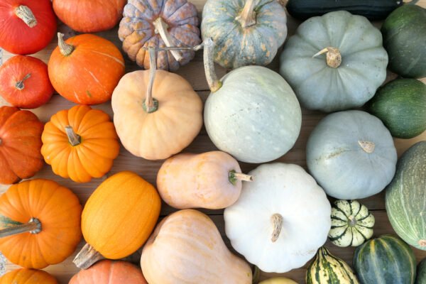 Large Pumpkin Package - Image 7