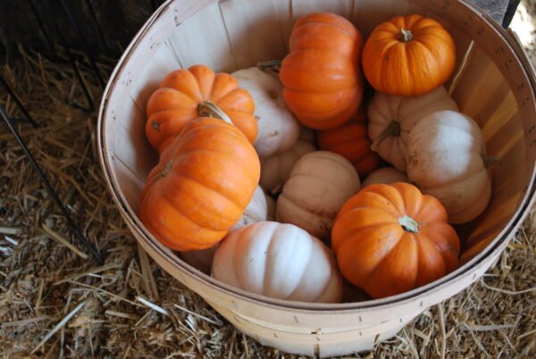 Large Pumpkin Package - Image 2