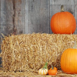 Large Pumpkin Package