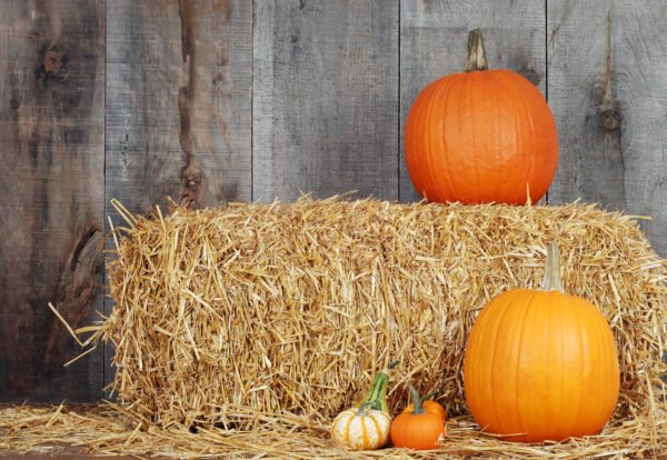 Large Pumpkin Package