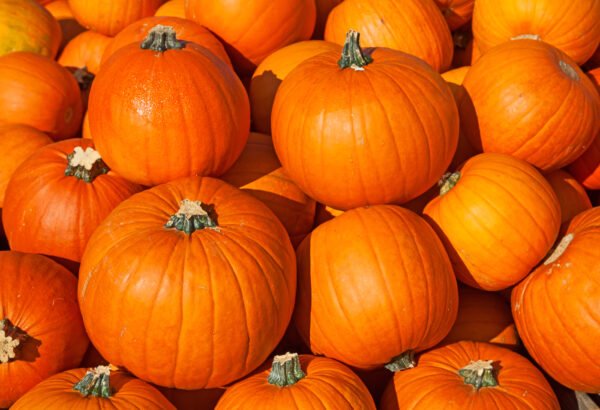 Large Pumpkin Package - Image 5