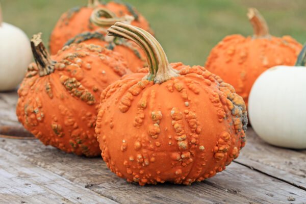 Large Pumpkin Package - Image 4