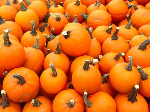 Large Pumpkin Package - Image 3